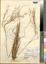 Image result for Anadelphia