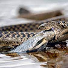 Checkered Keelback By Ashwinkadiyala Follow Like And Tag Us Geosafaris And Use The Hashtag Geosafaris To Ge Lizard Checkered Tags