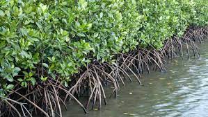 Akar memiliki fungsi pokok dalam menunjang tegaknya tubuh tumbuhan. Jenis Jenis Akar Beserta Contoh Dan Gambar Lengkap