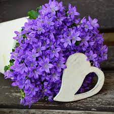 Exista mai mult de 50 specii. Floare De Nu Ma Uita Fotos Facebook