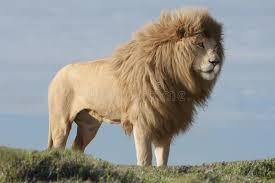 Accounts of white lions have been around for centuries in africa, but have often been dismissed as superstition. White Lion Male Magnificent Male White Lion With Huge Mane Affiliate Male Magnificent White Lion Male Ad White Lion Wild Animals Pictures Lion