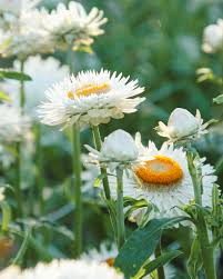 Image result for Helichrysum