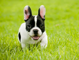 Tell us what features and improvements you would like to see on pets4homes. 10 Things You Didn T Know About French Bulldogs Country Life