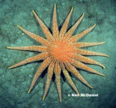 Image result for Pycnosphaera