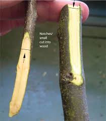 Saw the branch off at right angle to the grain. Demystifying Fruit Tree Grafting The Whip And Tongue Technique Sharon Hockenhull