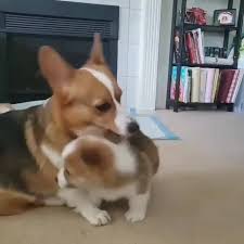 Gorgeous quality mini corgi puppies for sale. Corgi Dogs And Puppies For Adoption Sale Posts Facebook