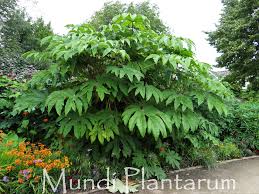 Image result for Tetrapanax
