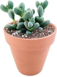 Image result for Kalanchoe velutina