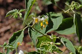 Image result for Solanum americanum