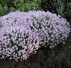 Image result for Eriosema shirense