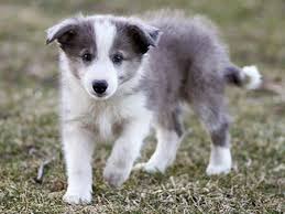 Blue Long Hair Border Collie Puppy Puppies Dogs And Puppies Collie Puppies