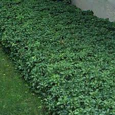 Image result for Pachycarpus spurius