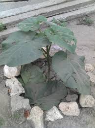 Auziti , vrea lumea poze cu plantatie de paulownia din romania , nu mai zic. Paulownia Clucian Pagina 7