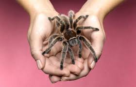 Punk rock prom queen says: 125 Powerful Pet Tarantula Names Lovetoknow