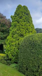 Image result for Platycladus orientalis