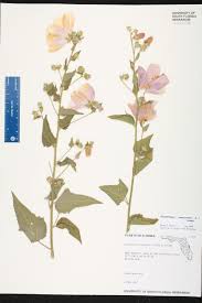 Image result for Kosteletzkya