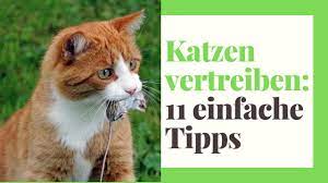 Aber was, wenn es schon zu spät dazu ist? 11 Wege Katzen Vertreiben Aus Dem Garten Praktische Tipps Youtube