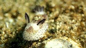 The Sea Bunny The Cutest Sea Animal