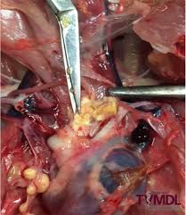 Fumigatus may induce significant economic losses particularly in turkey production. Aspergillosis Diagnosed In 5 Month Old Chicken Texas A M Veterinary Medical Diagnostic Laboratory