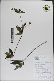 Image result for Blepharis maderaspatensis