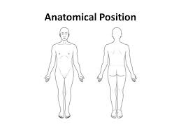 So, explore the human body with various diagram of human body with the description of objects in the body like never before! Exam Review 1 Anatomical Terminology Anatomical Position Ppt Download