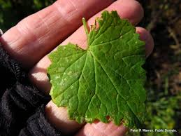 Image result for Senecio deltoideus