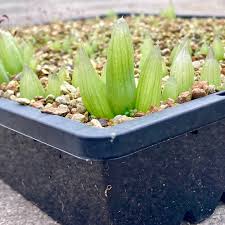 Image result for Trachyandra burkei
