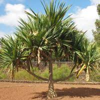 Image result for Pandanus chiliocarpus