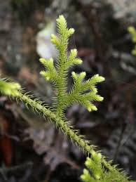 Image result for Lycopodiella cernua