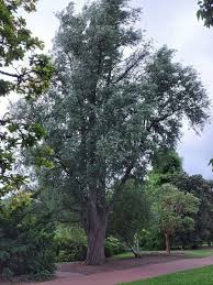 Image result for Salicaceae