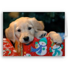 New york city, ny, usa, golden retriever breeders. Golden Retriever Puppy Surprise Compilation