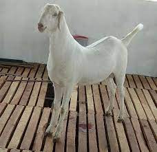 42 видео 23 просмотра обновлен 1 февр. Sojat Goat At Rs 500 Kg Rajasthani Sojat à¤¸ à¤°à¤œà¤¤ à¤¬à¤•à¤° à¤¸ à¤œà¤¤ à¤¬à¤•à¤° à¤¸ à¤œà¤¤ à¤— à¤Ÿ Ai Aman Goat Farm Idar Id 18166988455