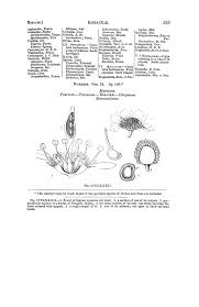 Image result for Wahlenbergia collomioides