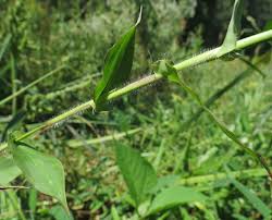 Image result for Arthraxon