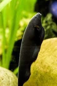 If the other fish ghosts swam through him, why was the shark able to make physical contact and i'm not saying fish night is derivative, but if people like this, they'll also really dig ponyo's visuals. Black Ghost Knifefish Smooth Suave And Sneaky Seatech Aquariums