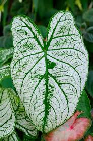 Image result for Caladium