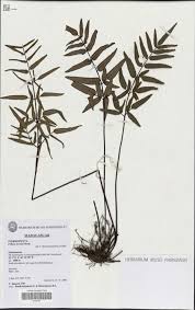 Image result for Pellaea angulosa