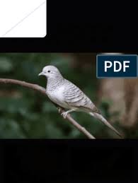 Jual perkutut bangkok, perkutut putih, dan perkutut hitam, perkutu udan mas, perkutut silver, perkutut daringan kebak lokal Burung Perkutut Pdf