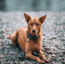 Think of it like a smart phone. Welcome To Worldpetnet Global Registry Of Microchipped Animals Worldpetnet Global Microchipped Pet Database Check Animal Search Engine