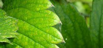 Spider mites are known to feed on several hundred species of plants. Spider Mite Guide