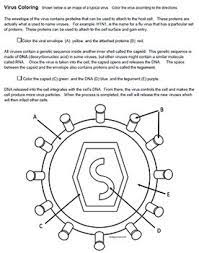 Hiv (human immunodeficiency virus) is the virus that causes aids (acquired immunodeficiency syndrome). How Hiv Infects Cells Worksheet Nidecmege