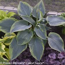 Its shades are influenced by the time of year and the the large leaf variety is known as the green penny jade. 10 Fantastic Low Maintenance Plants For Shade Plant Addicts