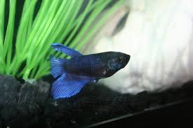 Betta fish carebetta fish care product from nice betta thailand. Betta Lost Both Pectoral Fins Sos Betta Fish Forum 276065