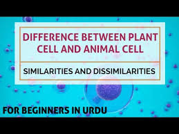 Maybe you would like to learn more about one of these? Difference Between Plant Cell And Animal Cell In Urdu Hindi Animal Plant Cell In Urdu Hindi Youtube