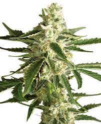 Ereplacementparts.com has been visited by 100k+ users in the past month White Diesel Haze Automatic Seeds By White Label Sensi Seeds Uk