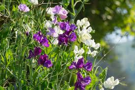The difficulty with this spot is that it is the side of our garage and in a little neuk. How To Grow Sweet Peas Thompson Morgan