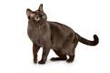 Burmese cat - Wikipedia