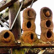 Birds That Make Mud Nests On Buildings Red Ovenbird Rufous Hornero Building Over Previous Clay Made Nest On Electric Pole Argentina Bird Nature Nest Hornero Pampa Pajaro Bird Unusual Animals Beautiful Birds