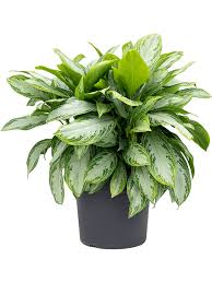 An attractive, easy to care for plant, it is on just about everyones list of best house plants. Aglaonema Silver Bay Tuff 34 30 Erdkultur Kaufen Nieuwkoop Europe