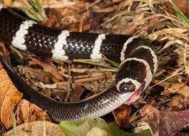 Bandy Bandy Eating A Blackish Blind Snake Australia Animals Australian Animals Snake